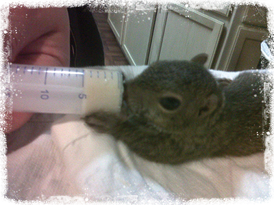 Baby Squirrel Baby Squirrel