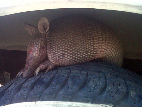 Armadillo, wildlife control tallahassee, critter control tallahassee, wildlife removal tallahassee