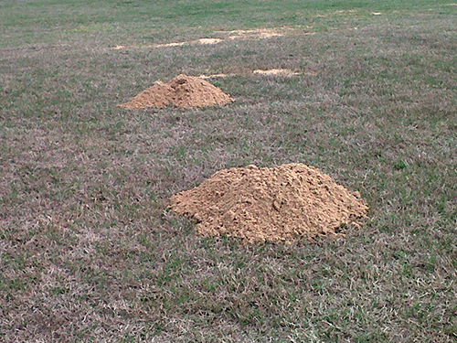 critter control tallahassee, wildlife removal tallahassee, wildlife control tallahassee
