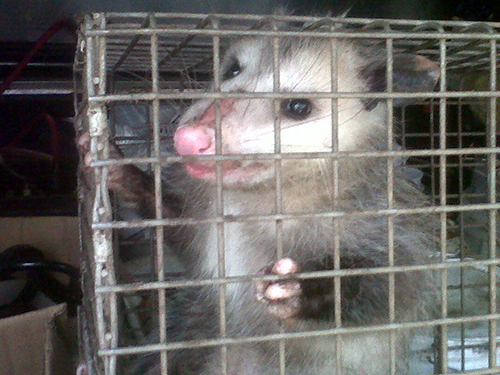 Opossum, wildlife control tallahassee, critter control tallahassee, wildlife removal tallahassee