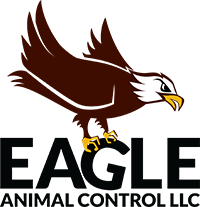 Wildlife removal Tallahassee